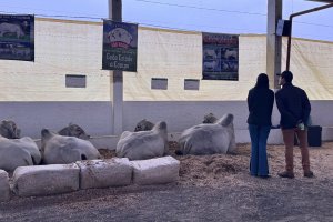 Docilidade e genética de excelência: Raça Tabapuã marca presença na Efapi do Brasil  