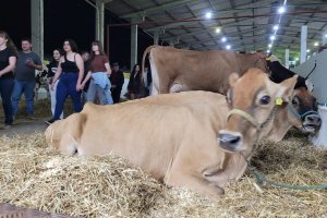 Do leite à genética premiada: vacas leiteiras começam a chegar na Efapi do Brasil