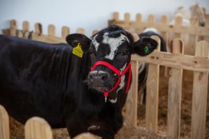 EBM em Agropecuária Demétrio Baldissarelli marca presença na Efapi