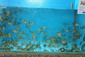 Piscicultura encanta visitantes na Efapi do Brasil com inovação e sustentabilidade