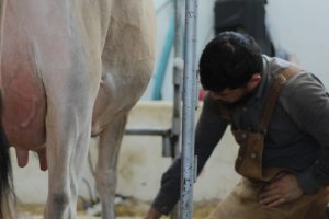 Torneio Leiteiro da Efapi do Brasil começa nesta quinta-feira