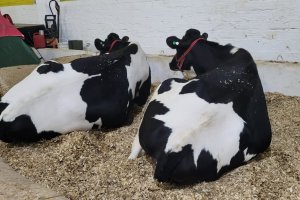 Efapi do Brasil: Julgamento de vacas leiteiras destaca qualidade genética e potencial produtivo