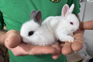 Mini no tamanho, gigante na ternura: coelho anão faz sucesso na Efapi do Brasil 2025