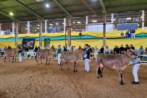 Qualidade genética marca julgamento do gado adulto das raças Holandesa e Jersey na Efapi do Brasil