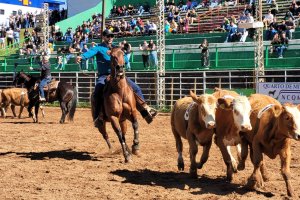 Efapi do Brasil: Team Penning estreia com emoção e disputa acirrada na arena