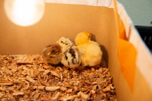 Pré-escola da EBM Sede Figueira acompanha processo de incubação de ovos de galinha