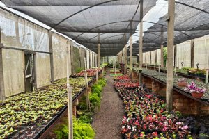 ​Harmoniza Chapec&oacute; realiza troca de res&iacute;duos org&acirc;nicos por flores