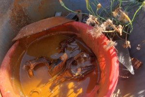 S&aacute;bado tem mutir&atilde;o contra a Dengue em Chapec&oacute;