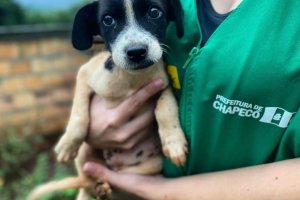 Prefeitura de Chapec&oacute; encaminha projeto de lei �C&atilde;o Orelha�