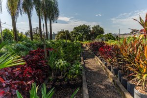 Horto Bot&acirc;nico da Prefeitura de Chapec&oacute; produz 150 mil flores e mudas por ano