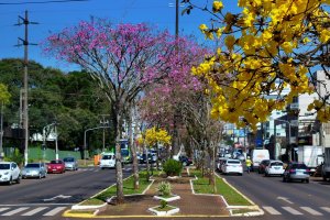 Prefeitura de Chapec&oacute; lan&ccedil;a Consulta P&uacute;blica para o Plano de Arboriza&ccedil;&atilde;o Urbana