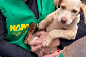 Chapec&oacute; altera regra e centraliza den&uacute;ncias de maus-tratos na pol&iacute;cia