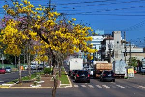 Prefeitura de Chapec&oacute; prorroga Consulta P&uacute;blica para o Plano de Arboriza&ccedil;&atilde;o Urbana