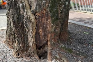 &Aacute;rvores que oferecem risco ser&atilde;o substitu&iacute;das na Avenida Get&uacute;lio Vargas