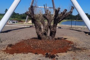 Duas oliveiras centen&aacute;rias passam a integrar o Parque Eldorado