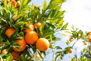 Dia de campo vai orientar produtores de citros