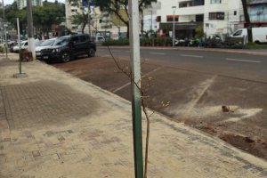 Prefeitura realiza plantio de mudas de cerejeiras e extremosas na Avenida Get&uacute;lio Vargas