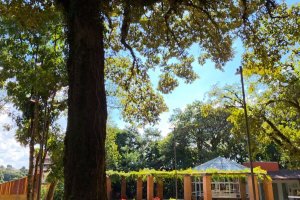 Prefeitura conclui manuten&ccedil;&atilde;o no Parque Palmital