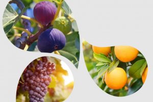 FRUSUL 2026 abre nesta ter&ccedil;a-feira em Chapec&oacute;