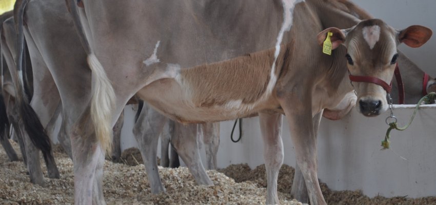 Bovinos chegam a EFAPI 2017