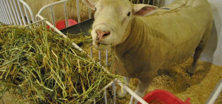 Ovinocultura será destaque na EFAPI 2017