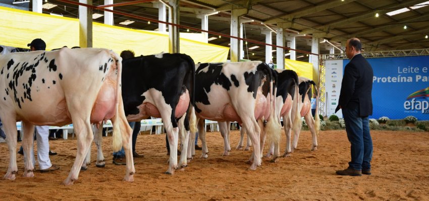 Chapec&oacute; tem as melhores vacas Holandesas em lacta&ccedil;&atilde;o do Estado