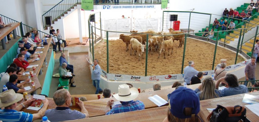 Leil&atilde;o de gado geral encerra com liquidez total