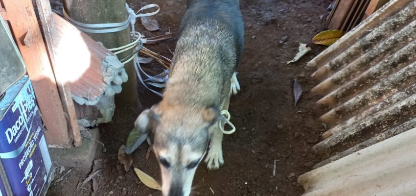Homem é preso após NAPA flagrar maus tratos de animais