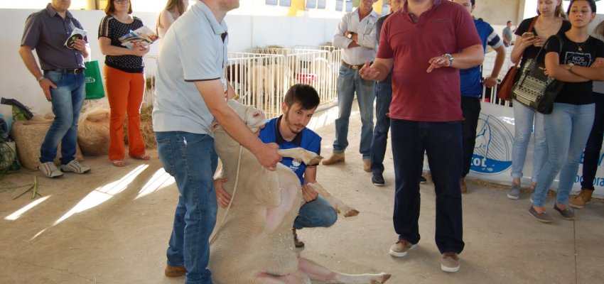 Minicurso trata de avalia&ccedil;&atilde;o de reprodutores e matrizes no Pavilh&atilde;o de Ovinos da EFAPI 2017