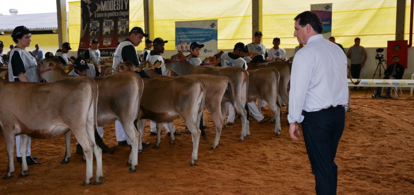 Chapec&oacute; recebe segundo maior evento da ra&ccedil;a Jersey do Estado