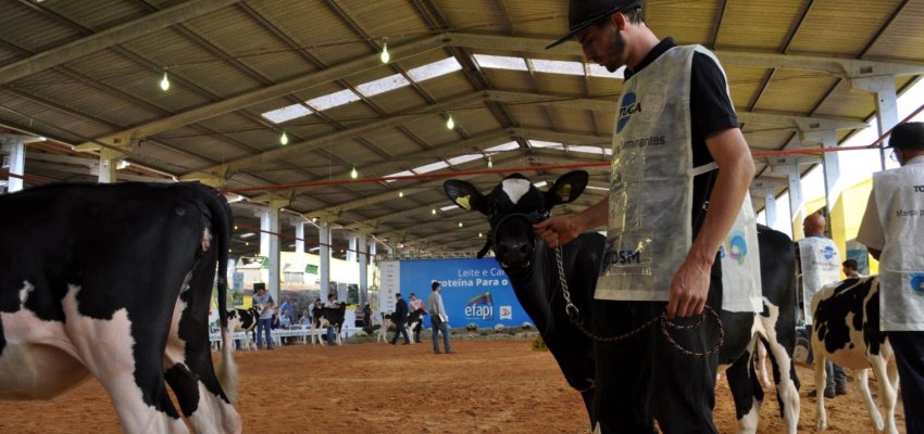 Definidas as fêmeas jovens campeãs da raça Holandesa