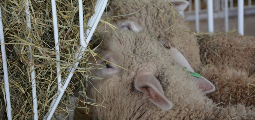 Exposição de ovinos reúne os melhores exemplares de corte e leite na Efapi