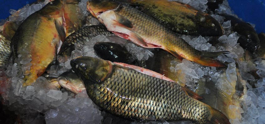 Produtores se preparam para a Feira do Peixe Vivo em Chapecó