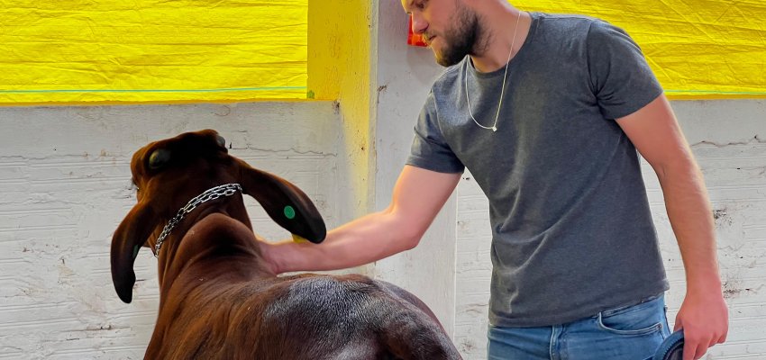 Raça Sindi, do Paquistão, é uma das novidades nos pavilhões dos bovinos