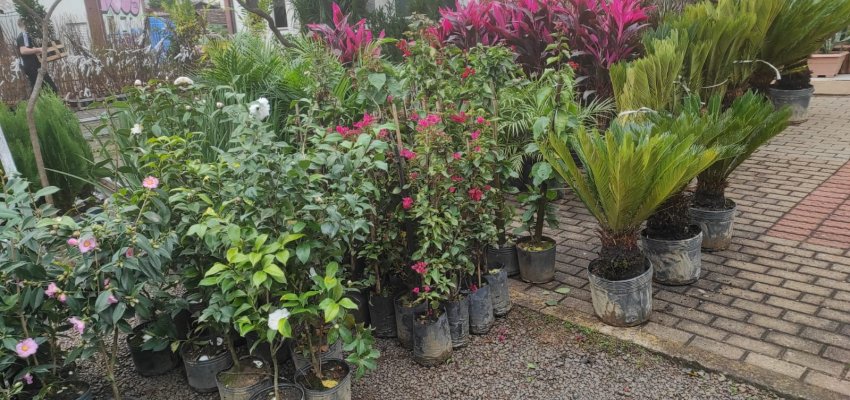 Feira de mudas, flores, produtos coloniais e artesanato abre nesta sexta-feira