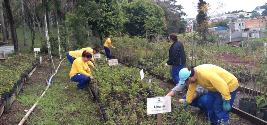 Dia da &Aacute;rvore: Chapec&oacute; intensifica trabalho de reposi&ccedil;&atilde;o e plantio de mudas