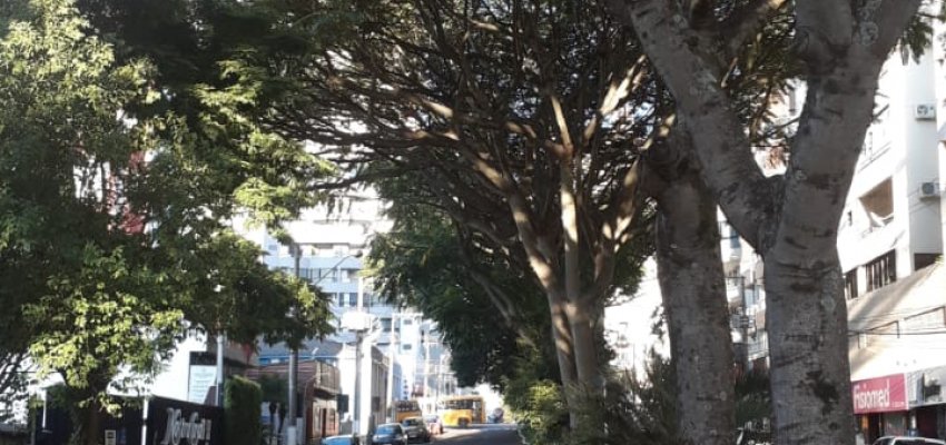 Prefeitura fará retirada e substituição de três árvores na rua Guaporé