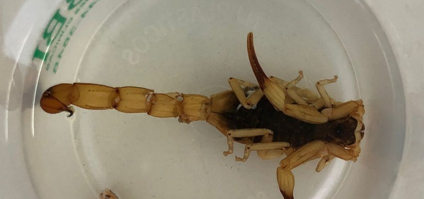 Vigilância orienta população sobre nova espécie de escorpião