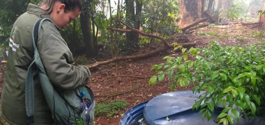 Chapecó registra dois casos de dengue e um de Chikungunya