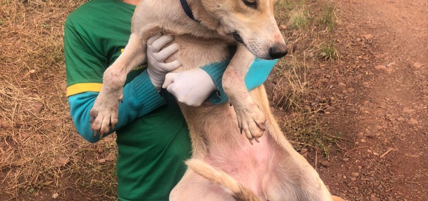 NAPA recolhe cães de aldeia para castração
