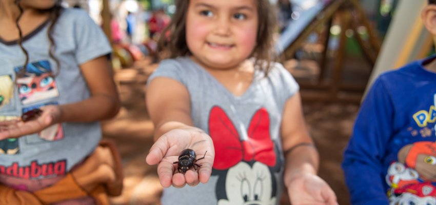 Crian&ccedil;as da pr&eacute;-escola do CEIM Ciranda da Crian&ccedil;a exploraram o "Mundo dos Besouros"