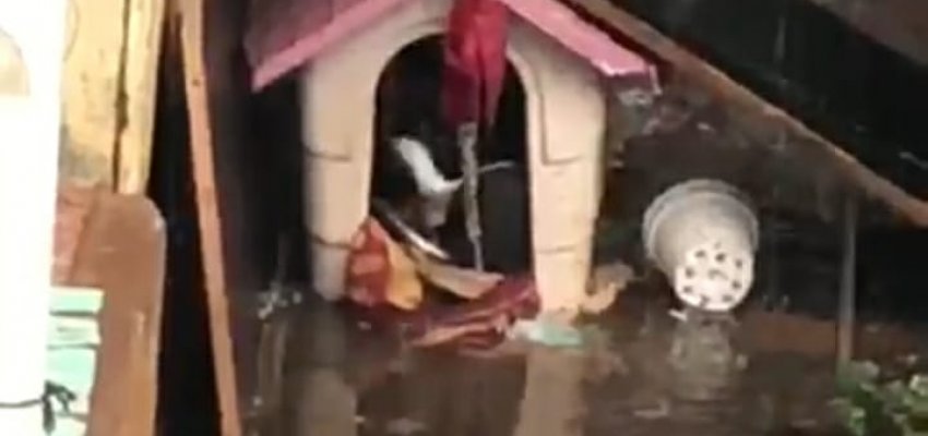 NAPA realiza primeira autuação por maus-tratos