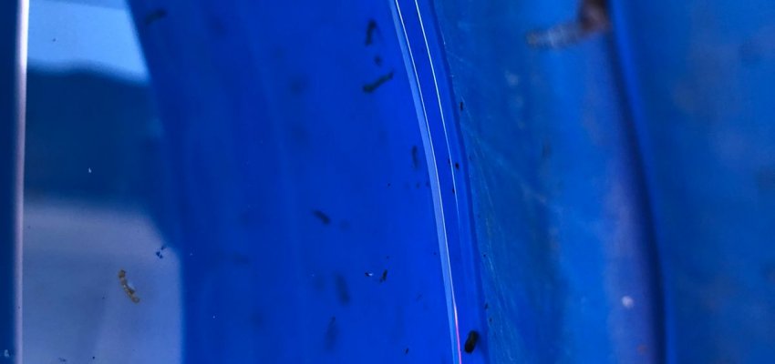 Mutir&otilde;es contra a dengue na Vila Real e no Eldorado