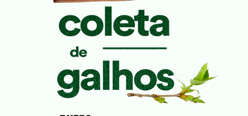 Secretaria de Infraestrutura divulga cronograma de coleta de galhos