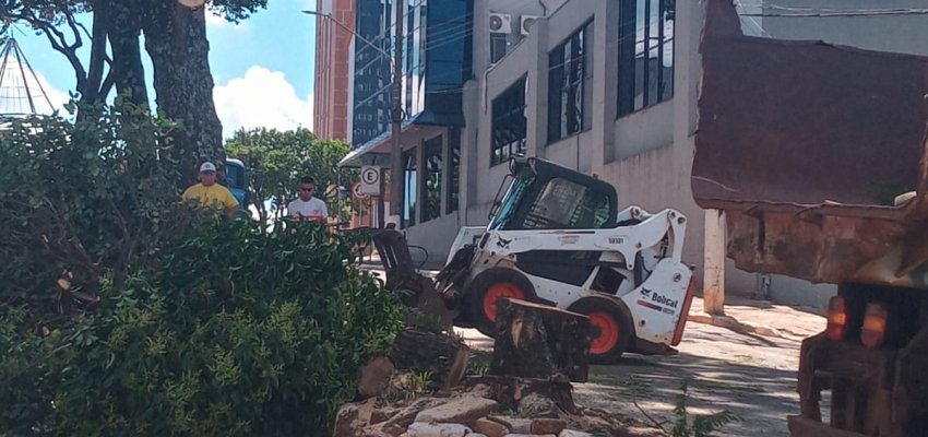 Prefeitura realiza poda de &aacute;rvores na rua Floriano Peixoto