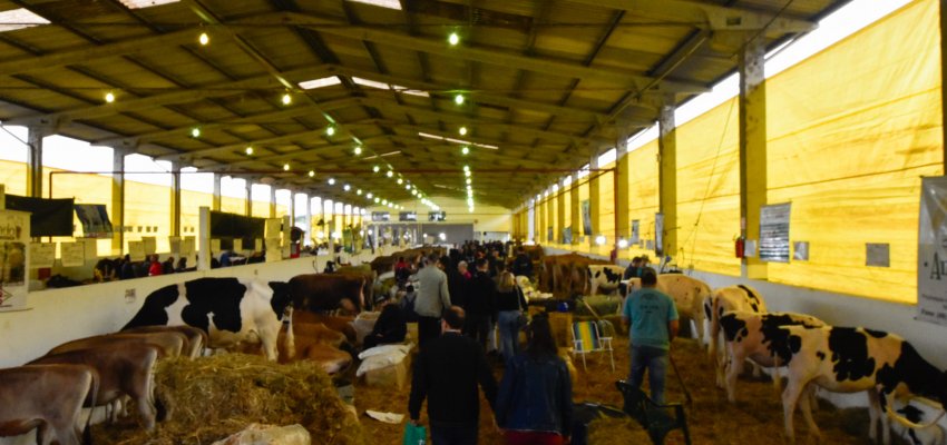 Ordenhas para o Torneio Leiteiro iniciaram nesta quinta-feira
