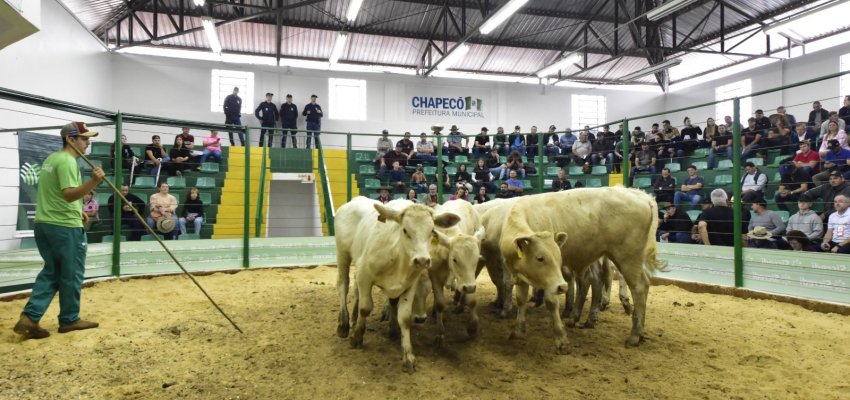 Leilão de gado geral movimenta agronegócio em Chapecó