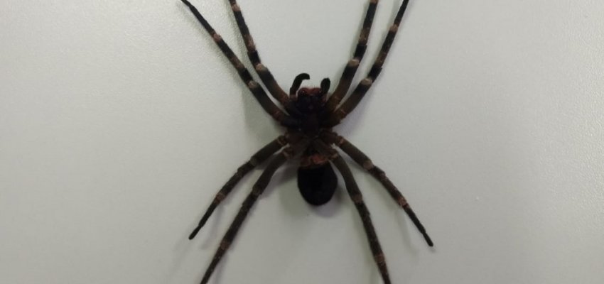 Saúde orienta sobre o aparecimento de animais peçonhentos 