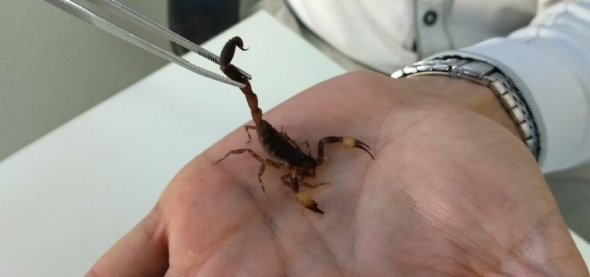 F&eacute;rias III: Picadas de animais pe&ccedil;onhentos aumentam no per&iacute;odo 