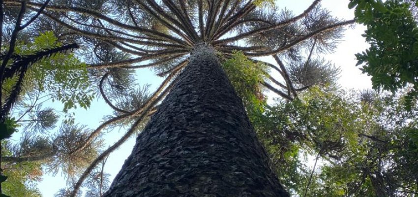 Ecoparque receberá plantio de árvores nativas